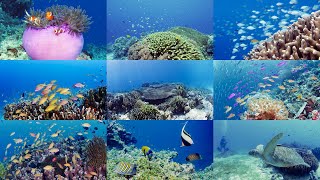 サンゴ礁伝説青い海のエルフィセル画A8 サンゴ礁伝説 青い海のエルフィ｜最新の映画・ドラマ・アニメを