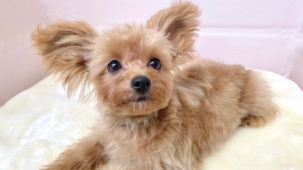 MIX（チワワ×トイプードル） | ペットショップ マルワン 小さめ子犬