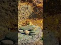 Erdhörnchen#music#shorts#animals#nature#shortvideo