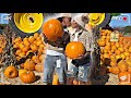 PUMPKIN PATCH VLOG WITH RKEMPIREE ❤️| VLOGTOBER DAY 29