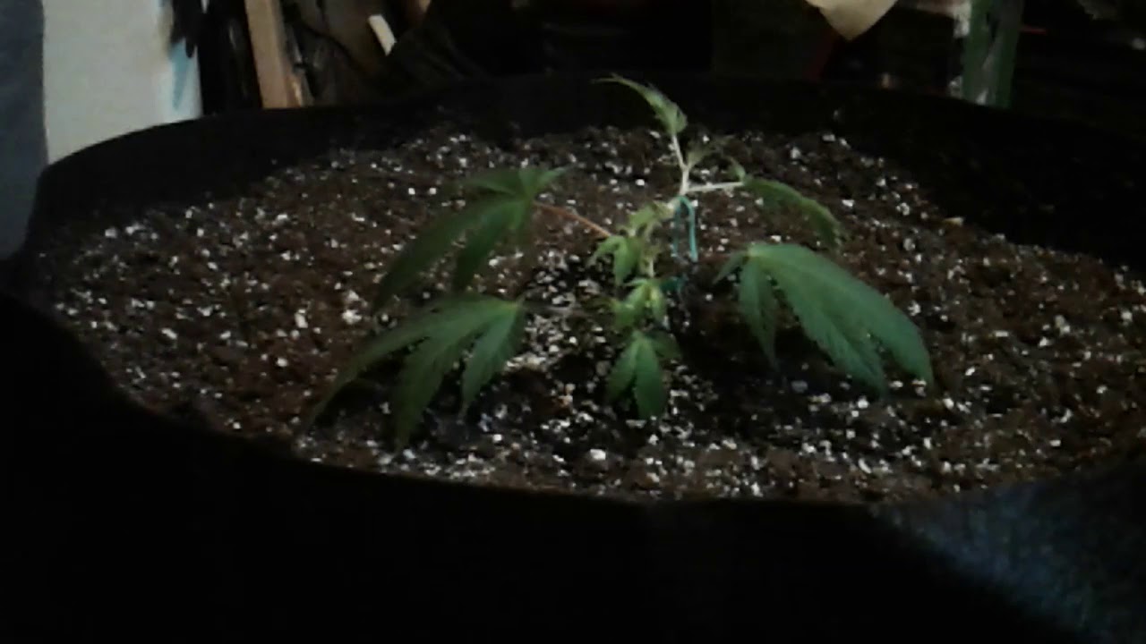 Supper cropping after clone