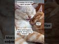 Котики 🐈 Любовь она такая  #мем #cat #юмор #котики #кот #муж #прикол #ytshorts #котик #жена