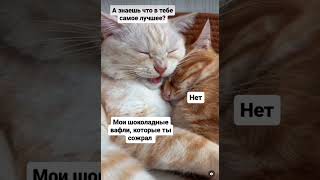 Котики 🐈 Любовь она такая  #мем #cat #юмор #котики #кот #муж #прикол #ytshorts #котик #жена