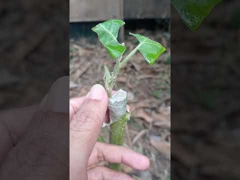 Grafting Terong Ungu Dengan Batang Cempokak/ Takokak