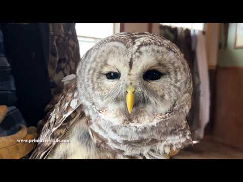 Barred Owl Rescue