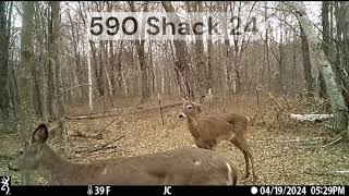 590 Shack 24