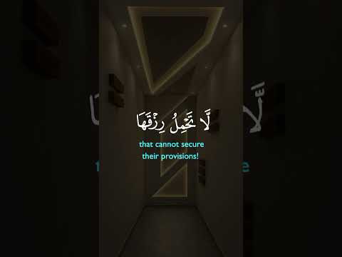 اللذين صبرو وعلى ربهم يتوكلون اهميه ايقنت تصميمي دويتو المغرب الجزائر اكسبلور المصحف ترند