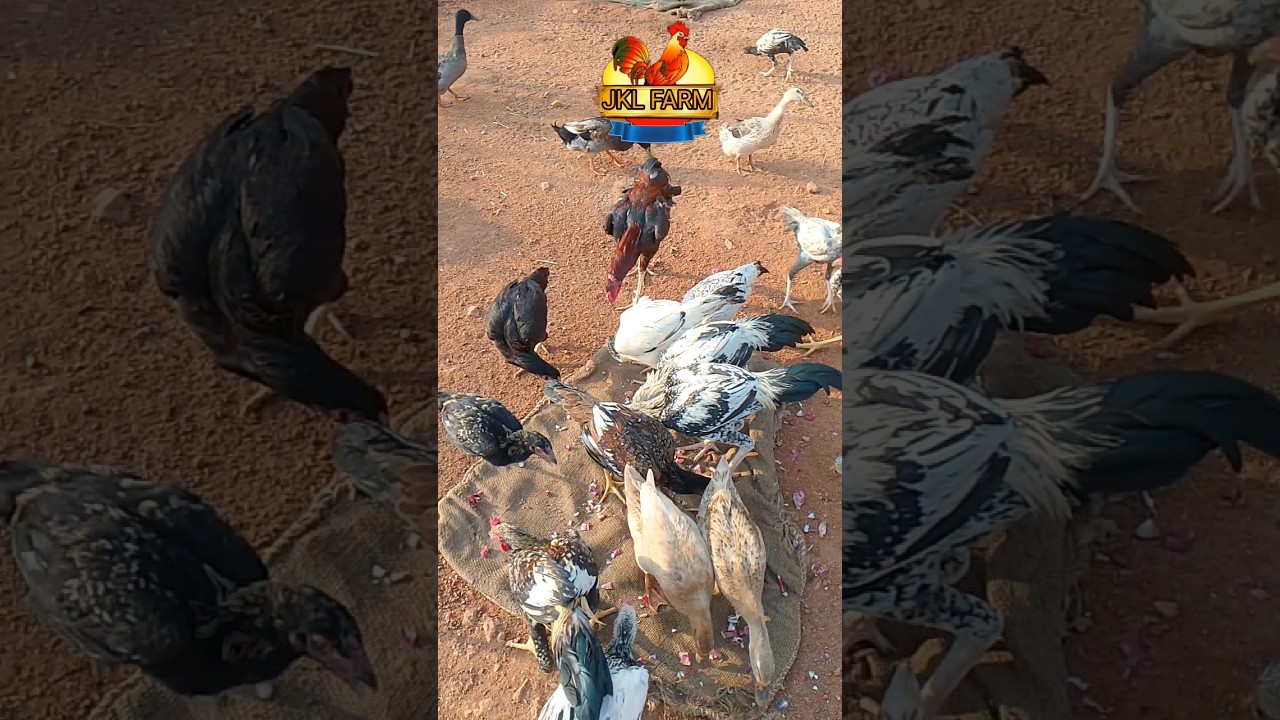 Commercial feed or natural feed 