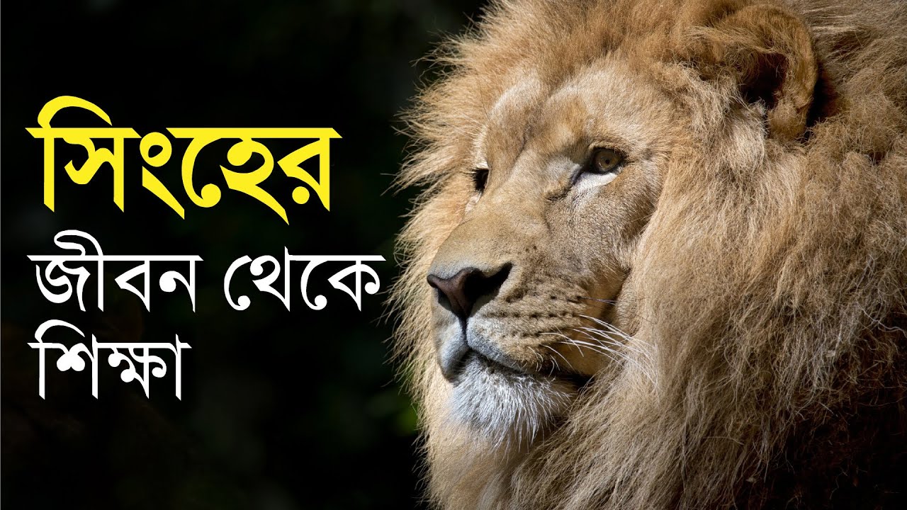 The Lion Mentality • 7 Life lesson from a Lion