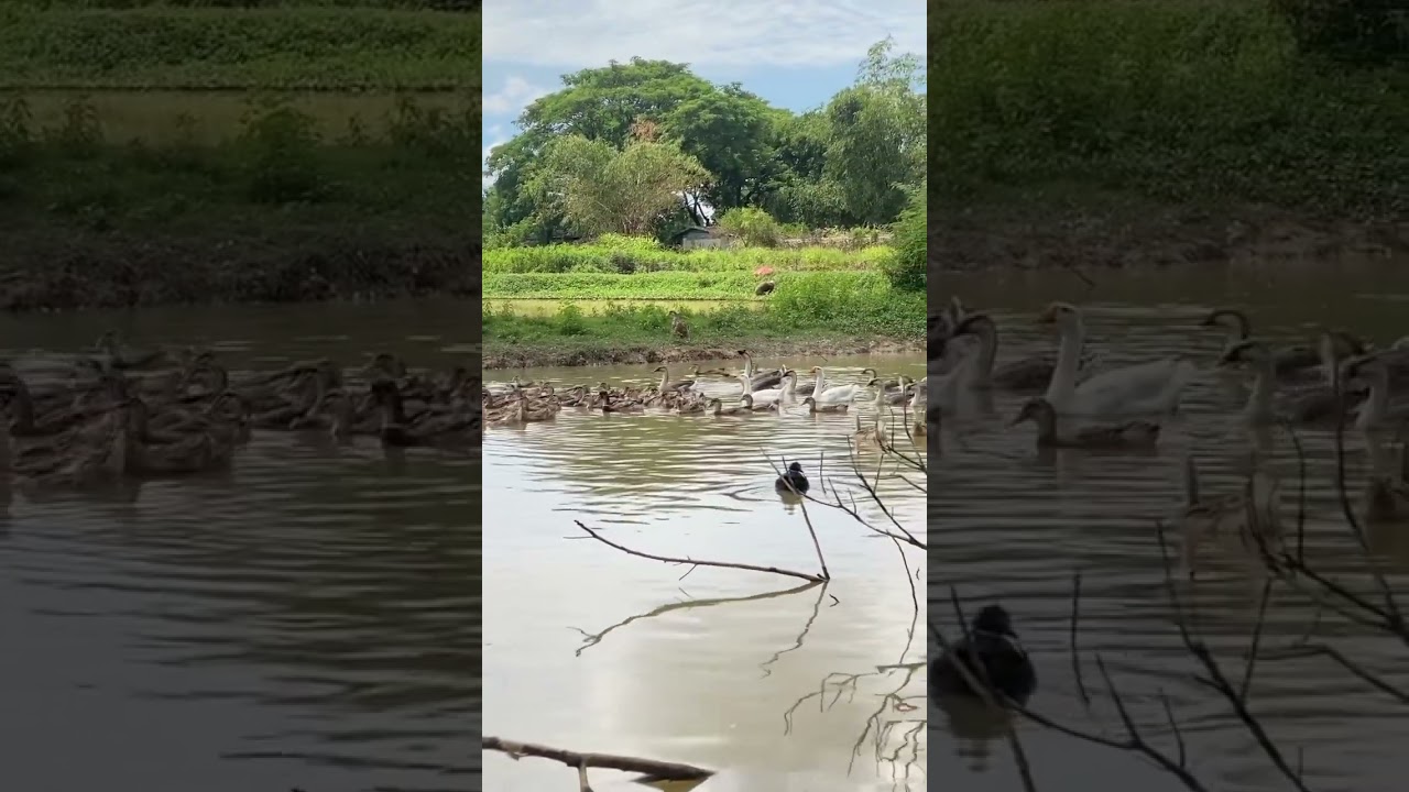 Sound good! No factory No traffic but natural sound 