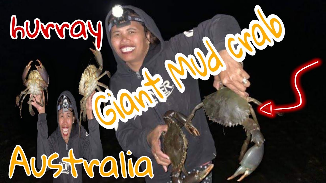 Got my bag limit of mud crabs YouTube