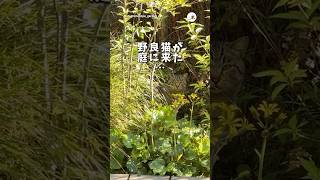 【保護猫】野良猫が家猫になった件｜PECO
