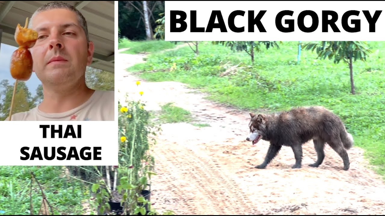 Two Black Dogs, on the Farm in Thailand 🇹🇭