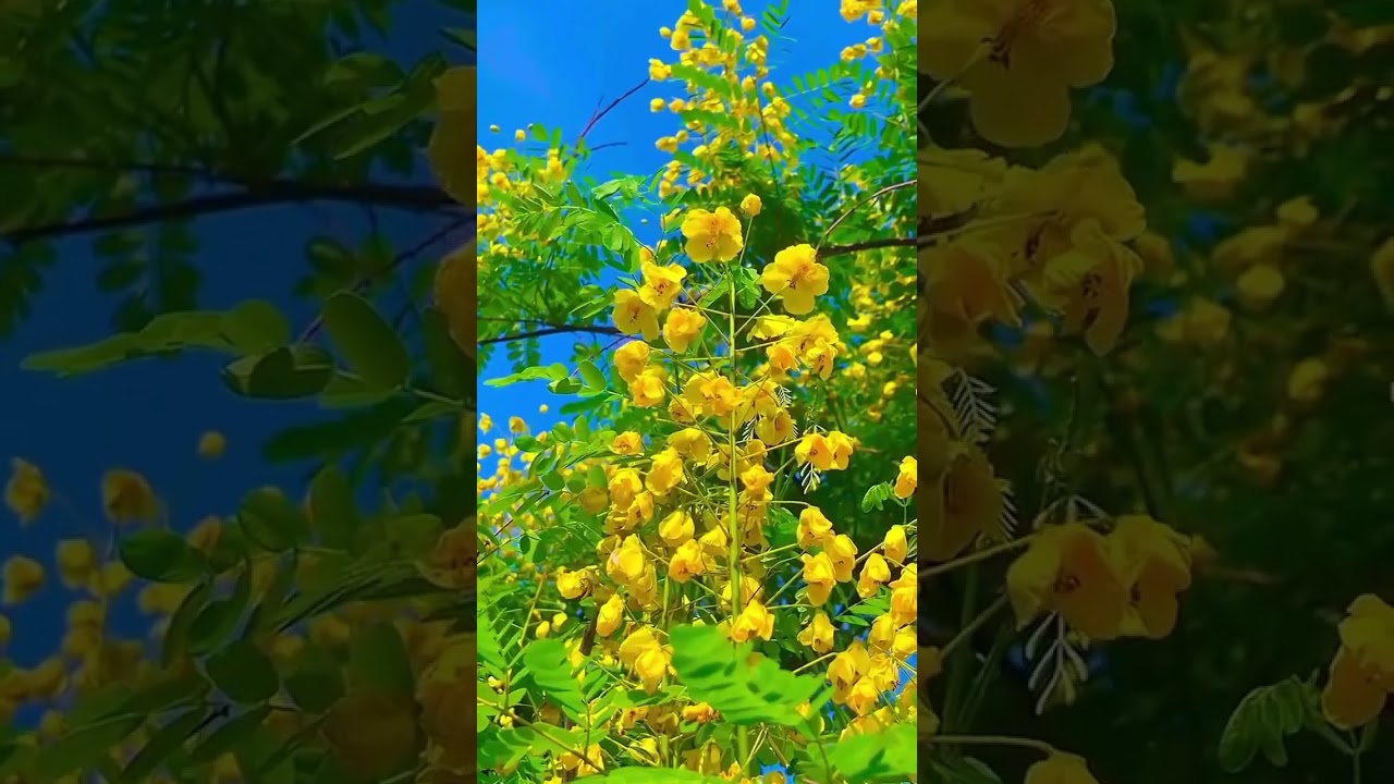 #videomentahanstorywa