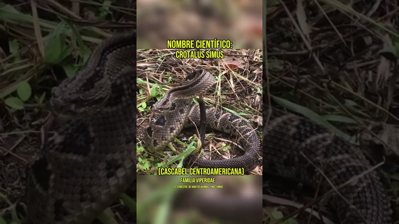 Crotalus simus (cascabel centroamericana) 🐍 