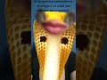 Jaja nadie nos para y tampoco se nos escapan.#vivora #serpiente #filtro #amigas #criticonas