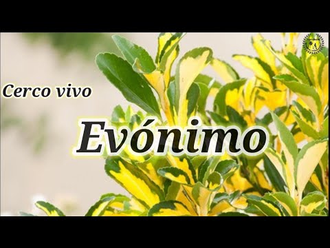 Video: Cómo y cuándo podar Euonymus - Recortar Euonymus de hoja perenne