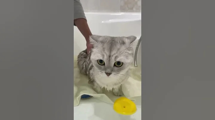Watch the video about Cute cat shower | Best Funny Cats Video