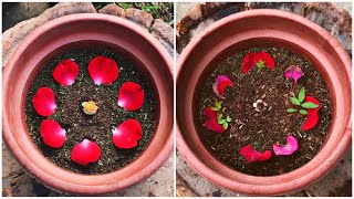Rose propagation from Petals. Best method for grow Rose by petal