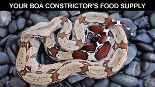 Celebrity Your Boa Constrictor's Food Supply Wealth