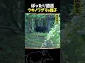 東出昌大 / ツキノワグマの親子