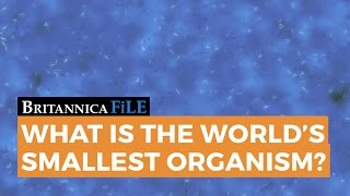 Britannica File Whats The Worlds Smallest Organism? Encyclopaedia Britannica