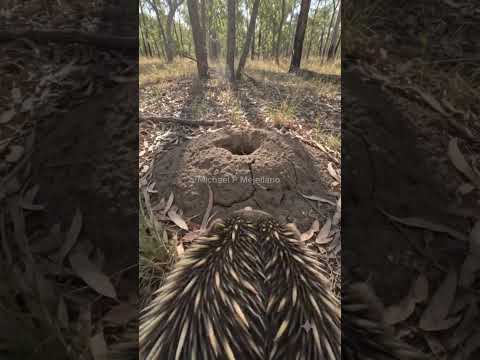 life about ECHIDNA with micro camera😁 #pov #animals #wildanimals #echidna #fyp #youtubeshorts #reels