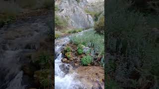 Dağlara Mı Yazdın Songül Güner