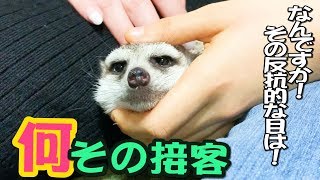ミーアキャットモナカの接客態度が酷すぎるんだがwww