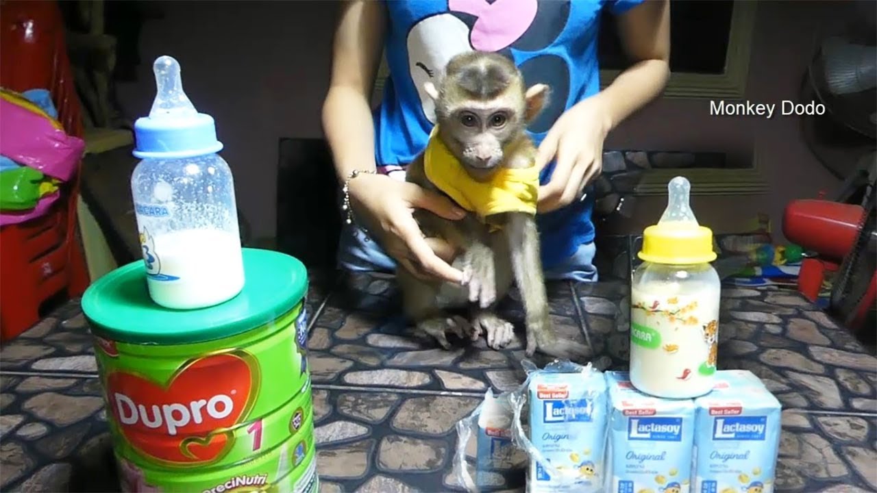 Baby Monkey Dodo | Which One Healthy Milk Dodo Choose Lactasoy Vs Dumex Dupro?
