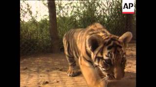 Details Tigers News