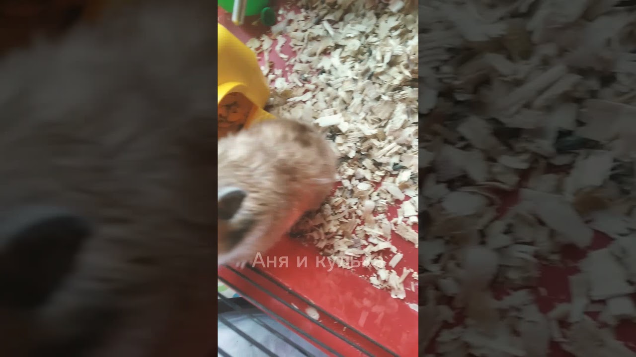 Почему хомяк не пьёт с поилки? Как приучить хомяка к поилки?