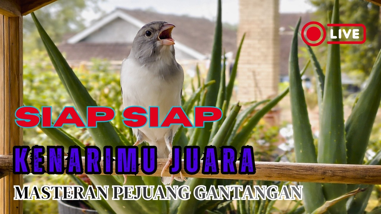 Masteran KENARI GACOR mgerek panjang, Cuit Cuit AMPUH pancing Kenari mogok. Masteran MURAI BATU