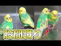 【セキセイインコの股間蹴り】楽しいはずの水浴びで悲劇が…！