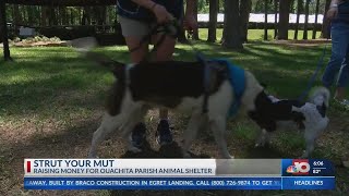 Strut Your Mutt