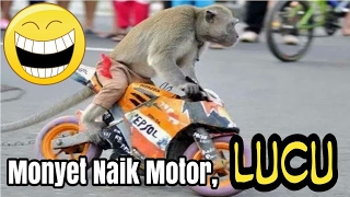 Monyet naik motor motoran lucu