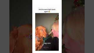 dogs being silly #cutegolden #funny #funnyanimals #pets #animals #petvideos #lovegoldens