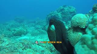 Sea Cucumber Nervous System Evolution Explained: No Brain?