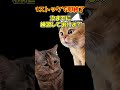 オンラインひとくちスマブラ58　#スマブラ #スマブラsp #ゆっくり実況 #ガノンドロフ #猫ミーム #shorts