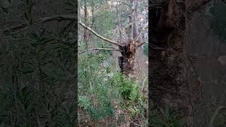 Sen Olsan Ağlaman Mı?