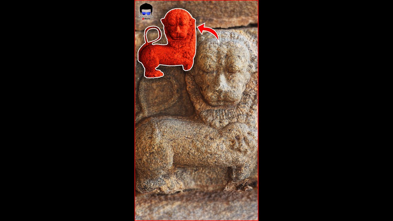 SIMHA YALI, a Lion HYBRID!