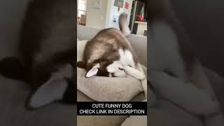 Dramatic Husky Is Not Allowed To Bite