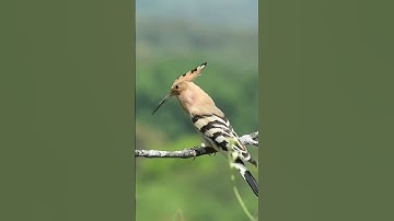 سورة النمل آية 19 "فَتَبَسَّمَ ضَاحِكًا مِّن قَوْلِهَا..." 🐜 ♥️