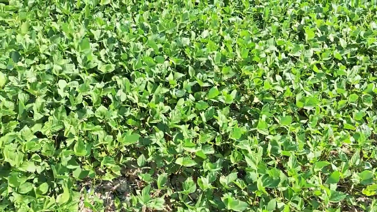 ပဲအပင်ကျစ်နေသောအခင်းကို မှိုဆေးပေးပြီး အပင်ကြွအောင်လုပ်ထားသော ပဲခင်း