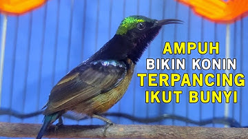 Pancingan KONIN TERCEPAT AMPUH bikin konin bahan ombyokan ikut bunyi gacor l Kolibri Ninja