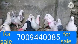 udan ki full grenty hai pure bloodline ke kabutar hai for sale 7009440085