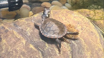 Hatchling *EASTERN PAINTED TURTLES* growing up (compilation)