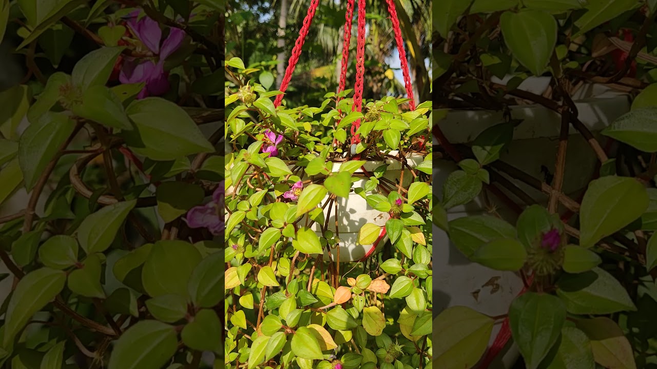 Hanging plant / creeping melastoma plant/ Spanish shawl/ Heterocetron elegans