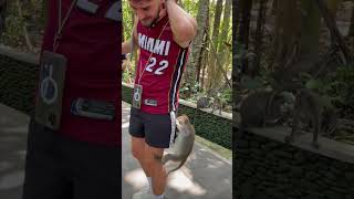 Playful Wild Monkey Try to Check Man’s Pocket