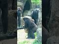 艾媽跟兒子說：不要太調皮 #zoo #animals